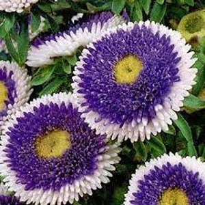 25 Aster tall pom pom blue moon flower seeds rare Fun and easy Plant to grow on patio or flower garden Limited supply Order Now