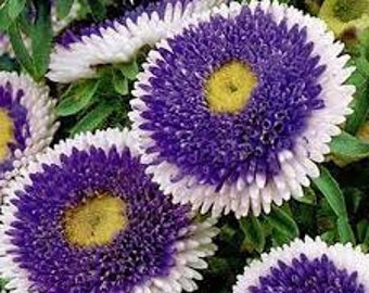 25 Aster tall pom pom blue moon flower seeds rare Fun and easy Plant to grow on patio or flower garden Limited supply Order Now