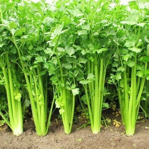 25 Italian Parsley Seed Gigante Catalogno Herb plant Grow on patio or garden Limited Supply Order Now