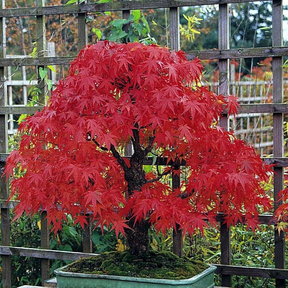 SALE! 10 Japanese Acer Red Lace Maple Bonsai Seeds+10