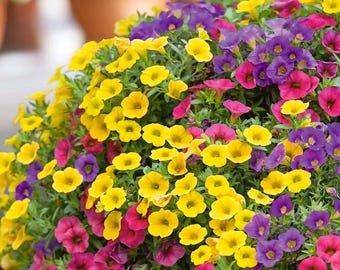 Superpetunia Flowers 20 seed Mix great for hanging baskets for home or garden planting  Limited Supply Order Now!