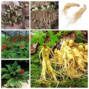 15 Appalachian Ginseng seeds Grow you own Fresh Quality seeds for planting Plus free Gift