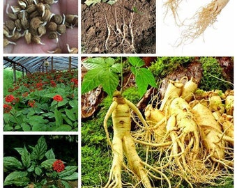 15 graines de ginseng des Appalaches Cultivez vous-même des graines fraîches de qualité et un cadeau gratuit