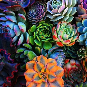 20 Hens and Chic's Succulents seed Fun and easy to grow on patio or garden Limited  Supply Order Now