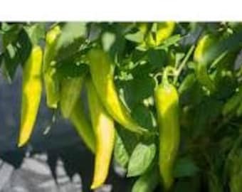 Pepperoncini, pimientos picantes griegos dorados. 2 paquetes de 15 semillas. Planta aromática y sabrosa para el hogar o el jardín + regalo gratis. ¡Existencias limitadas! ¡Ordene ahora!