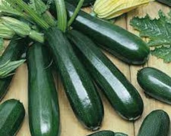 10 Zucchini Squash seed Black Beauty  Dark Green Summer squash Non GMO Summer Delicious and easy to grow plant Limited Supply Order Now