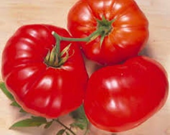 20 Tomato Brandy Wine red Tomato Seeds Regular Leaf Tasty and easy to grow in patio or Garden Limited Supply Order Now