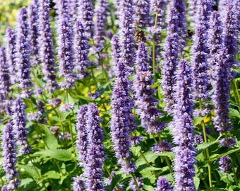 20 Korean Mint Herb seeds Agastache Rugosa perennial  great insect repellent  Easy to grow plant in garden or patio Limited Supply Order Now