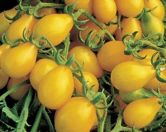 25 Tomato Yellow Pear shape Low Acidic Tasty and easy to grow plant  in garden or patio trellis Limited supply Order Now