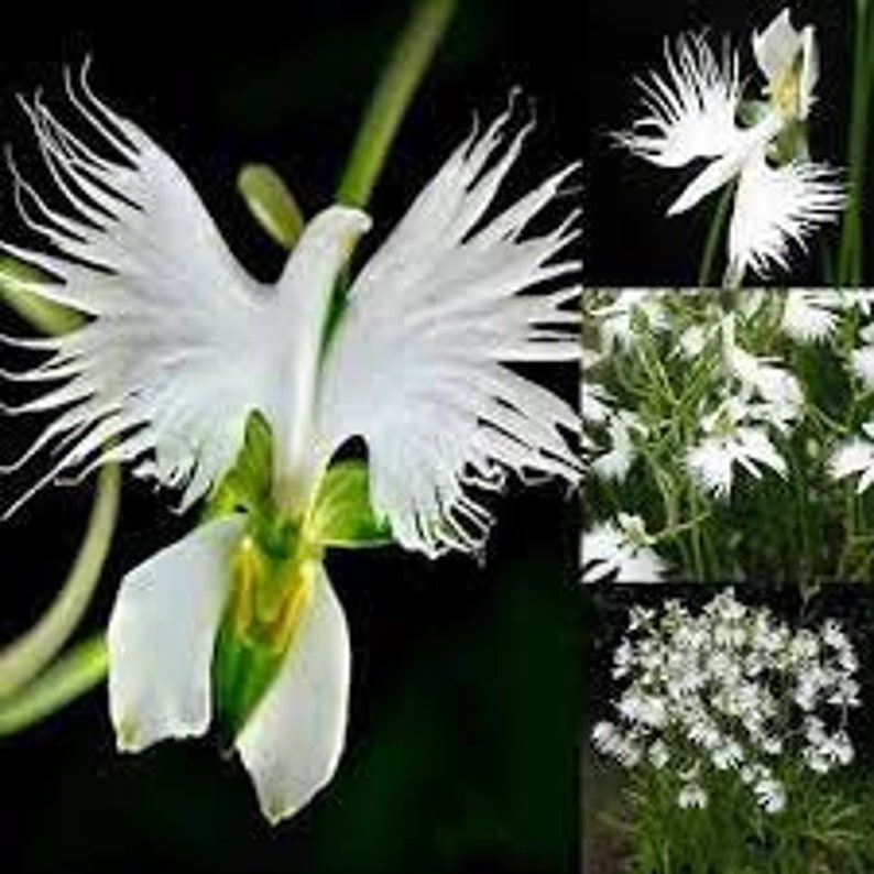 100 Orchid White Cloud Bird Flower seed and 20 Egret Orchid flower seed Fun to grow Home or Patio Limited Supply Order Now image 2
