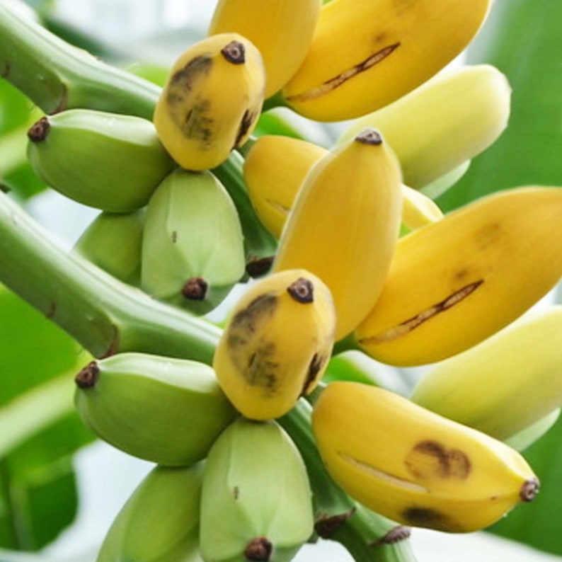 20 Dwarf Cavendish Banana seed Edible sweet and juicy and 10 Blueberry Bonsai seed sweet Free gift Indoor or patio Limited Order now image 2