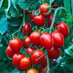 20 Cherry Tomato seeds Organic Tasty Non GMO, and easy to grow on patio or garden Limited Supply Order Now image 2