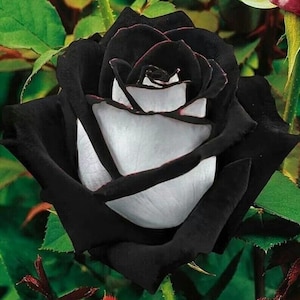 20 Black and White rose Heart seeds Rare and 20 Butterfly Orchid seeds Plus free Gift Nice home plant Limited    supply   Order Now