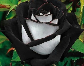 20 Black and White rose Heart seeds Rare and 20 Butterfly Orchid seeds Plus free Gift Nice home plant Limited    supply   Order Now