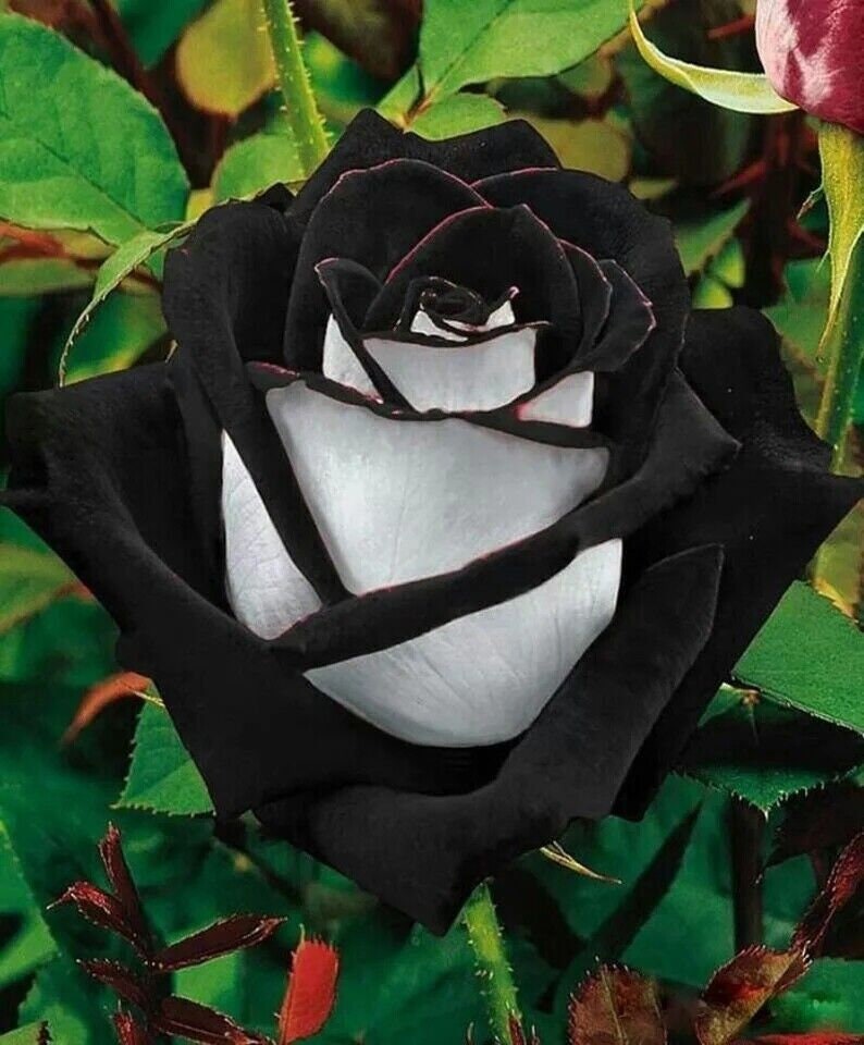 Buy Black Rose Plant Online In India - Etsy India