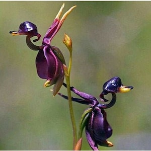 100 Flying Duck  Orchid seed  and 20 White Dove Egret seed Fun to grow for patio or home plus Free Gift Limited Supply Order Now