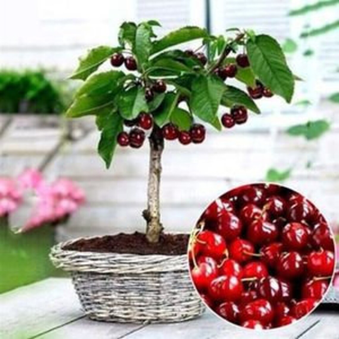10 Dwarf Bing Cherry Tree Seeds Sweet Edible Plus 10 Dwarf Etsy
