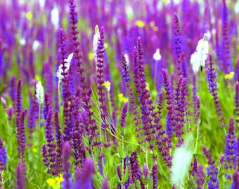 20 Sage Salvia Herb officinalis Flower seed Aromatic and flavorful. Plant in patio or garden Limited Supply Order Now