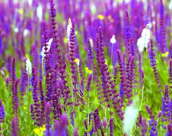 20 Sauge Salvia Herb officinalis Graine de fleur Aromatique et savoureuse. Plante dans un patio ou un jardin Offre limitée Commandez maintenant