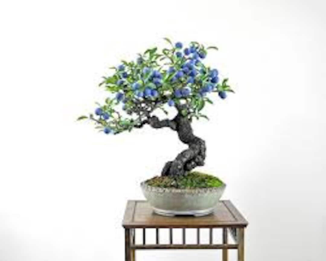 10 個の矮性ブルーベリー盆栽種子甘くて食用、10 個の矮性キャベン