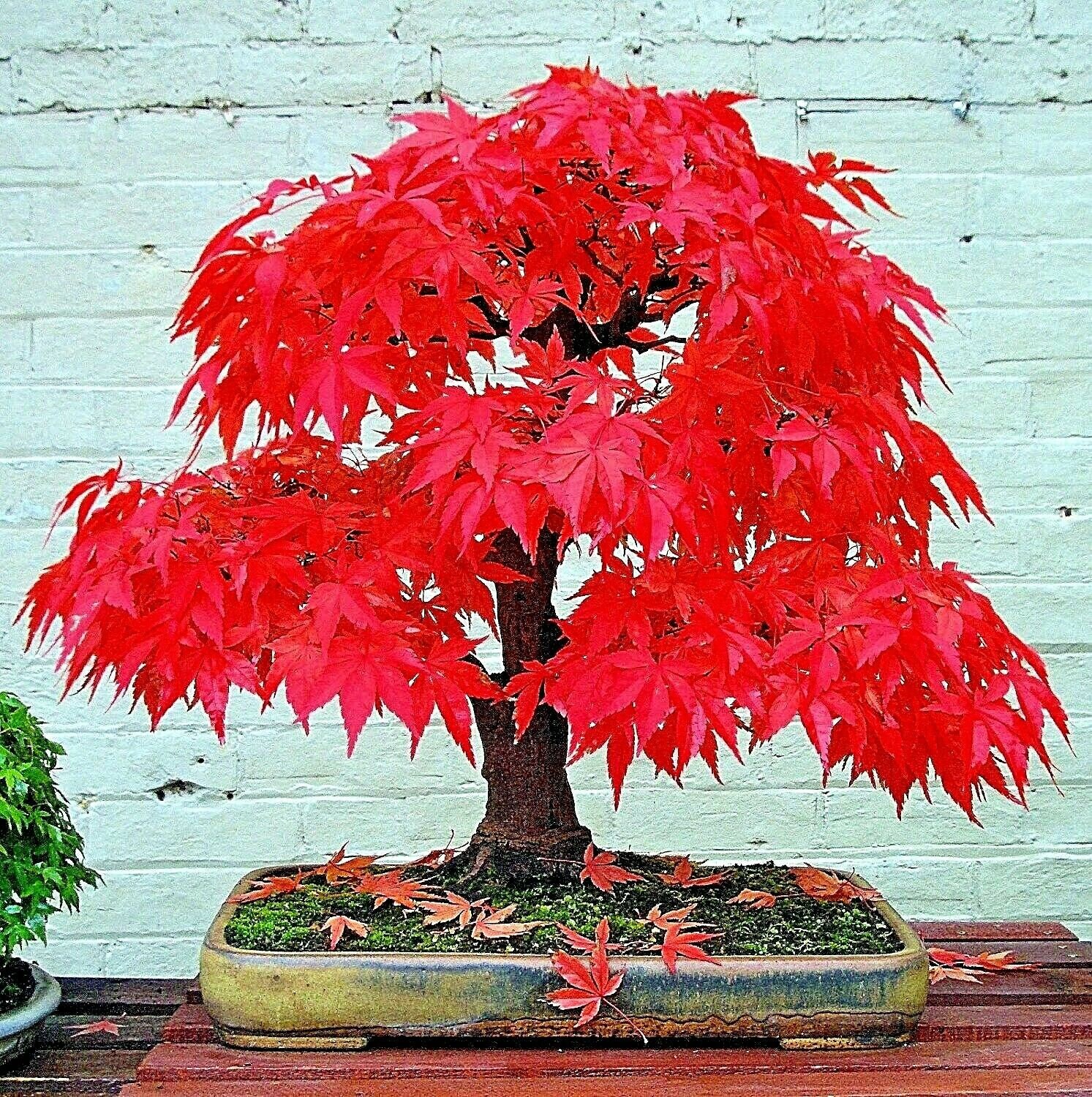 SALE! 10 Japanese Acer Red Lace Maple Bonsai Seeds+10