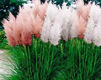 50 Pampas Grass seed Mix colorful mix Fun and easy  to grow on patio or shrub bed  Limited Supply Order now