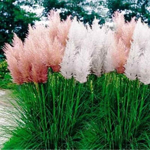 Pampas Grass Seeds Etsy