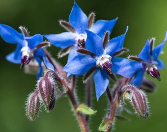 25 Borage Herb seed Aromatic and flavorful . Easy to grow plant on patio or garden Limited supply Order Now