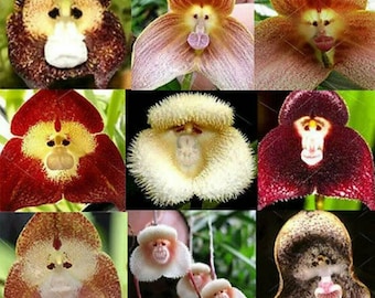 100 Monkey Face Orchid seed + 20 Egret White Dove Orchid seeds for planting  Quality seed+gift home plant garden seeds Limited  Order now