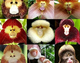 100 graines d'orchidée Monkey Face plus 20 graines d'orchidée colombe blanche aigrette Graines de haute qualité et plante de patio en cadeau gratuite Commande limitée maintenant