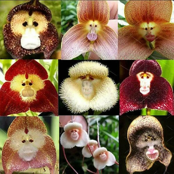 100 Monkey Face Orchideezaad plus 20 Zilverreiger Witte Duif Orchideezaad Hoge kwaliteit zaad Plus Gratis geschenk patioplant voor thuis Gelimiteerd Bestel nu