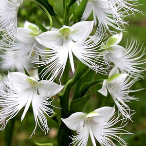 100 White Dove Orchid Flower seed and 20 Laughing Bumblebee seed High Quality seed Plus gift nice home plant limited supply Order now image 5