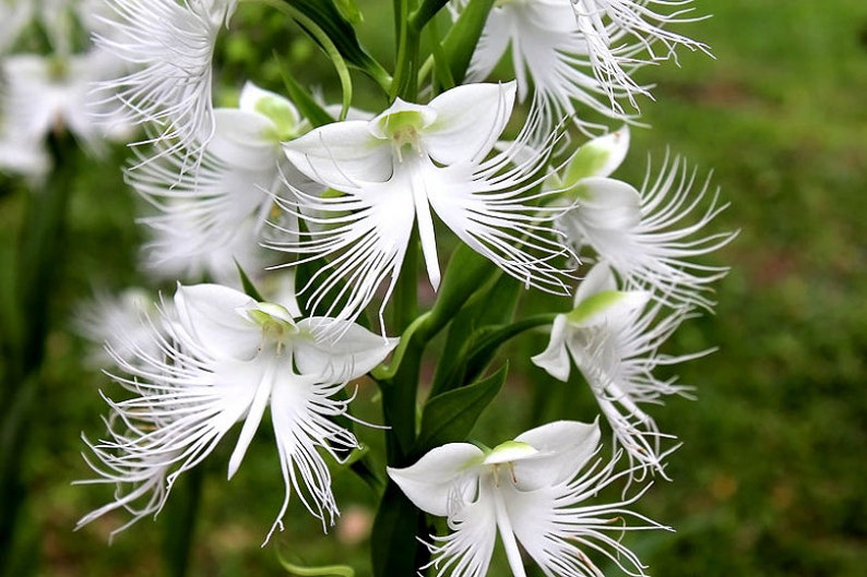 100 White Dove Orchid Flower seed and 20 Laughing Bumblebee seed High Quality seed Plus gift nice home plant limited supply Order now image 5