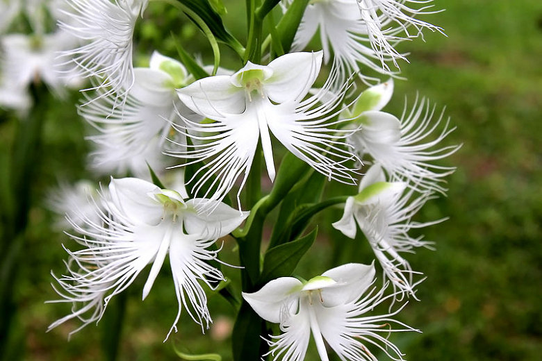 Weie Taube Orchidee Blumen 100 Samen und 20 Lachende Hummel Samenpflanze  im Haus oder Garten Plus kostenloses Geschenk begrenzte Lieferung Bestellen  Sie jetzt! - Etsy sterreich