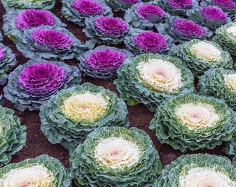 30 Ornamental Cabbage colorful mix Easy and fun to grow Nice for patio plant or garden Plus free Gift Limited Supply Order Now