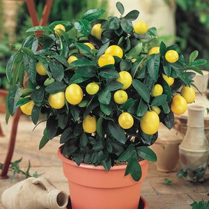 SALE 10 Dwarf Meyer Lemon tree seeds edible and 10 Dwarf Banana seeds sweet Plus free gift Fun to grow home or patio, limited Order Now image 1