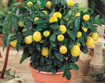 SALE 10 Zwerg Meyer Zitronenbaumsamen essbar und 10 Zwerg Bananensamen süß Plus gratis Geschenk Spaß für Zuhause oder die Terrasse
