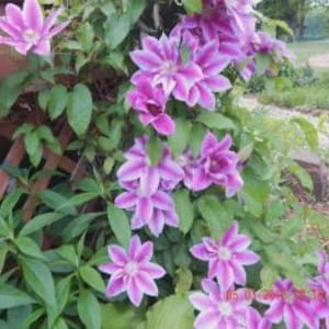 Kit com 20 sementes de Clematis e 20 sementes de Crisântemo Arco-Íris, para casa ou jardim. Mais um brinde! Estoque limitado. Encomende já!