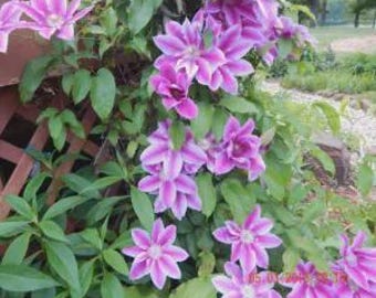 Clematis Vine 20 Seeds &  20 Rainbow Chrysanthemum Seeds, For home or garden  Plus free gift  Limited Supply Order Now!