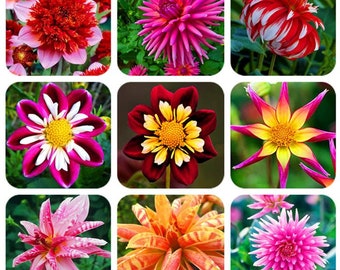 30 Dahlia  Flower Seed mix rare flowers Easy  and fun to grow Plus Free gift Limited Supply Order Now