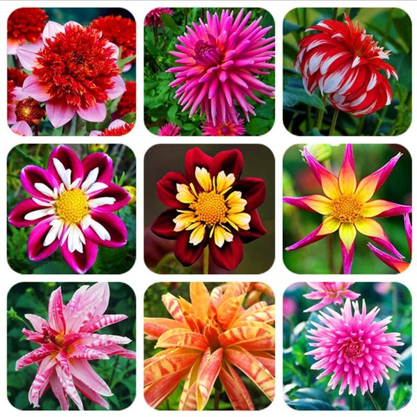 30 Dahlia  Flower Seed mix rare flowers Easy  and fun to grow Plus Free gift Limited Supply Order Now