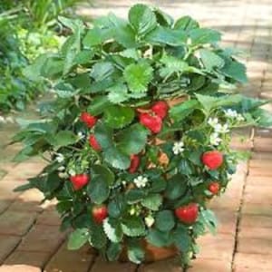 20 graines de bonsaï fraises et 10 graines de bonsaï myrtille Graines de qualité rare Amusant à cultiver et cadeau gratuit Commande limitée maintenant image 2