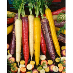 25  Heirloom Rainbow Carrot blend Seed Tasty, Fun and easy to grow plant Non  GMO Limited supply Order Now