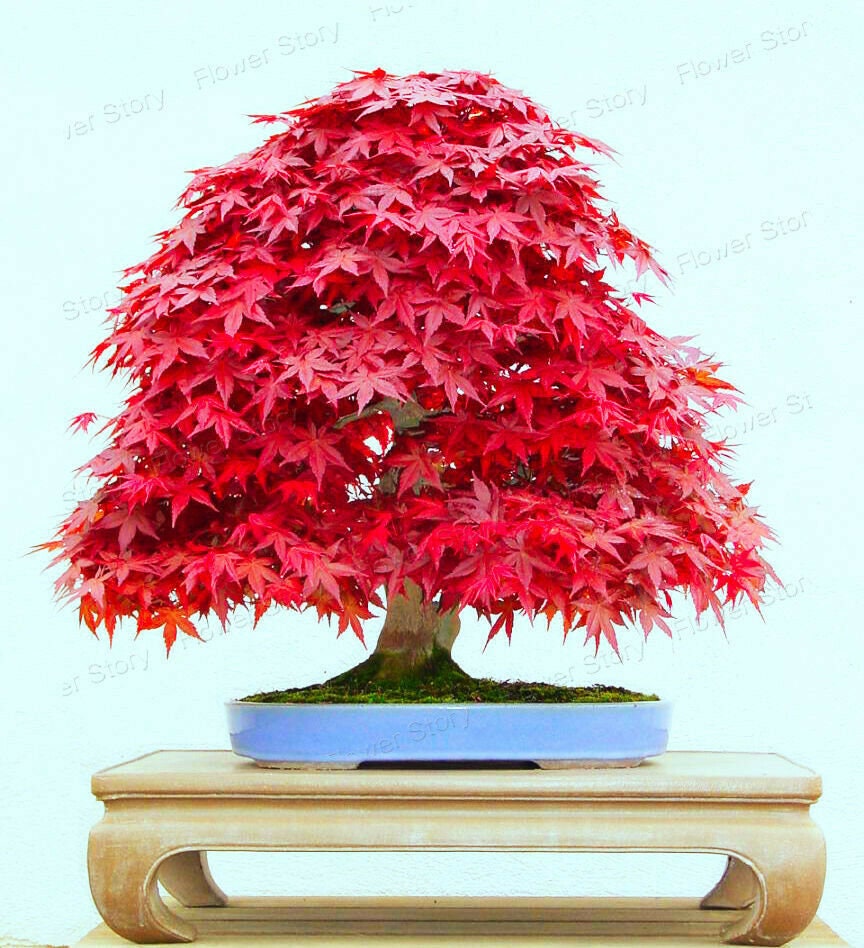 20 Sequoia California Redwood Bonsai Tree Seeds and 10 Etsy