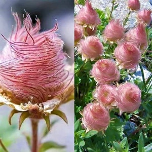 20 Prairie Smoke Flower Samen und 20 blau gestreiften Morning Glory Samen plus Gratis Geschenk, Schönes Haus Terrasse Pflanzen Begrenzte Menge Bestellen Sie jetzt