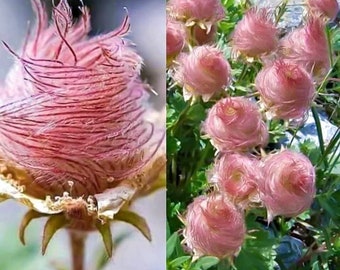 20 Prairie Smoke Flower seed and 20 Blue striped morning glory seed  plus Free gift, Nice  Home patio plants Limited supply Order Now