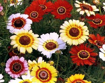 25 Painted Daisy Chrysanthemum seeds Colorful and easy to grow plant on patio or garden Limited Order Now