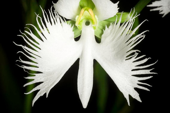 10 Parrot Orchid Flower seeds and 20 Egret orchid flower seed Plus Free Gift Nice home plant Decor Fast shipping Order now limited supply 10 Parrot Orchid Flower seeds and 20 Egret orchid flower seed Plus Free Gift Nice home plant Decor Fast shipping Order now limited supply