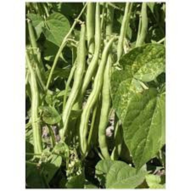 15 Italian Bean cannellini seed Fagiolo Nano Non GMO USA Shipping Only tasty Grow on trellis or fence Limited Supply Order Now imagem 2