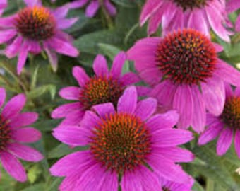 20 graines de fleurs de cône violet d'échinacée Colorées et faciles à cultiver sur une terrasse ou un jardin Approvisionnement limité Commandez maintenant